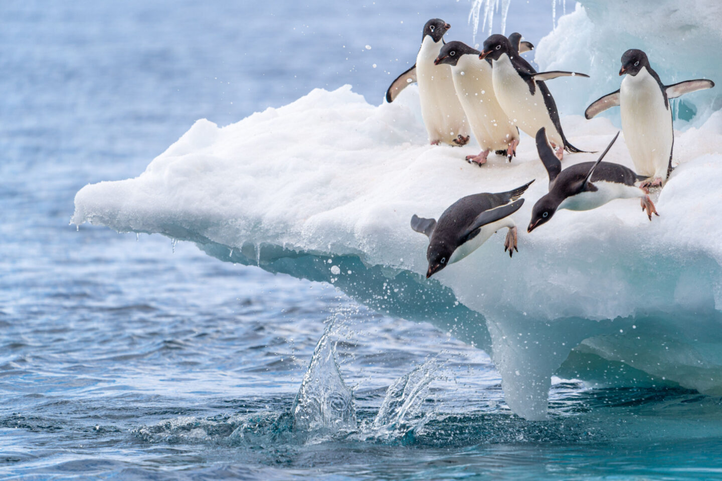 adelie penguins swimming diving standing on ice