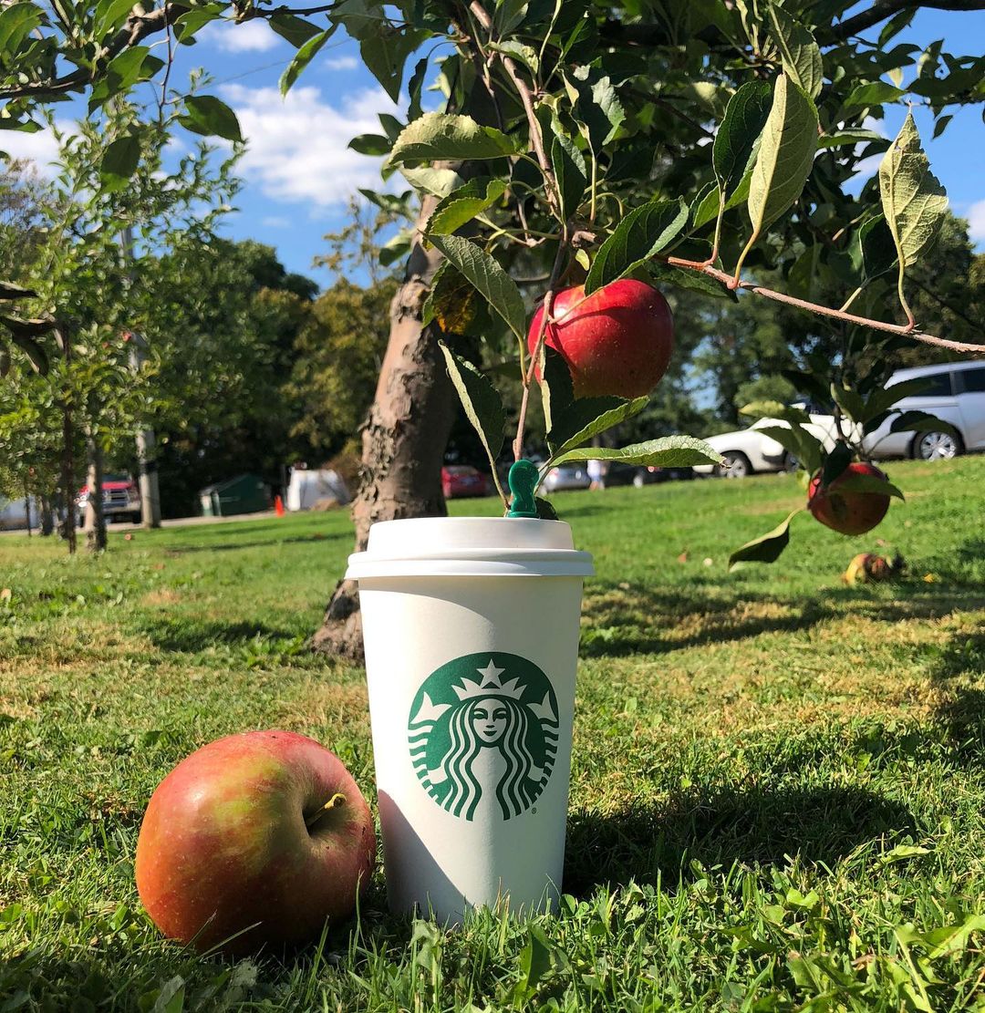 cup of starbucks caramel apple spice under apple tree beside fresh apples