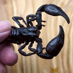 eating a roasted scorpion