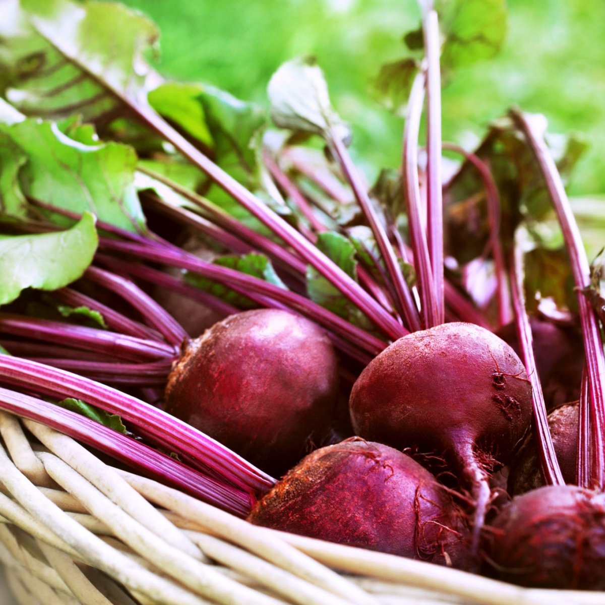 fresh red beets