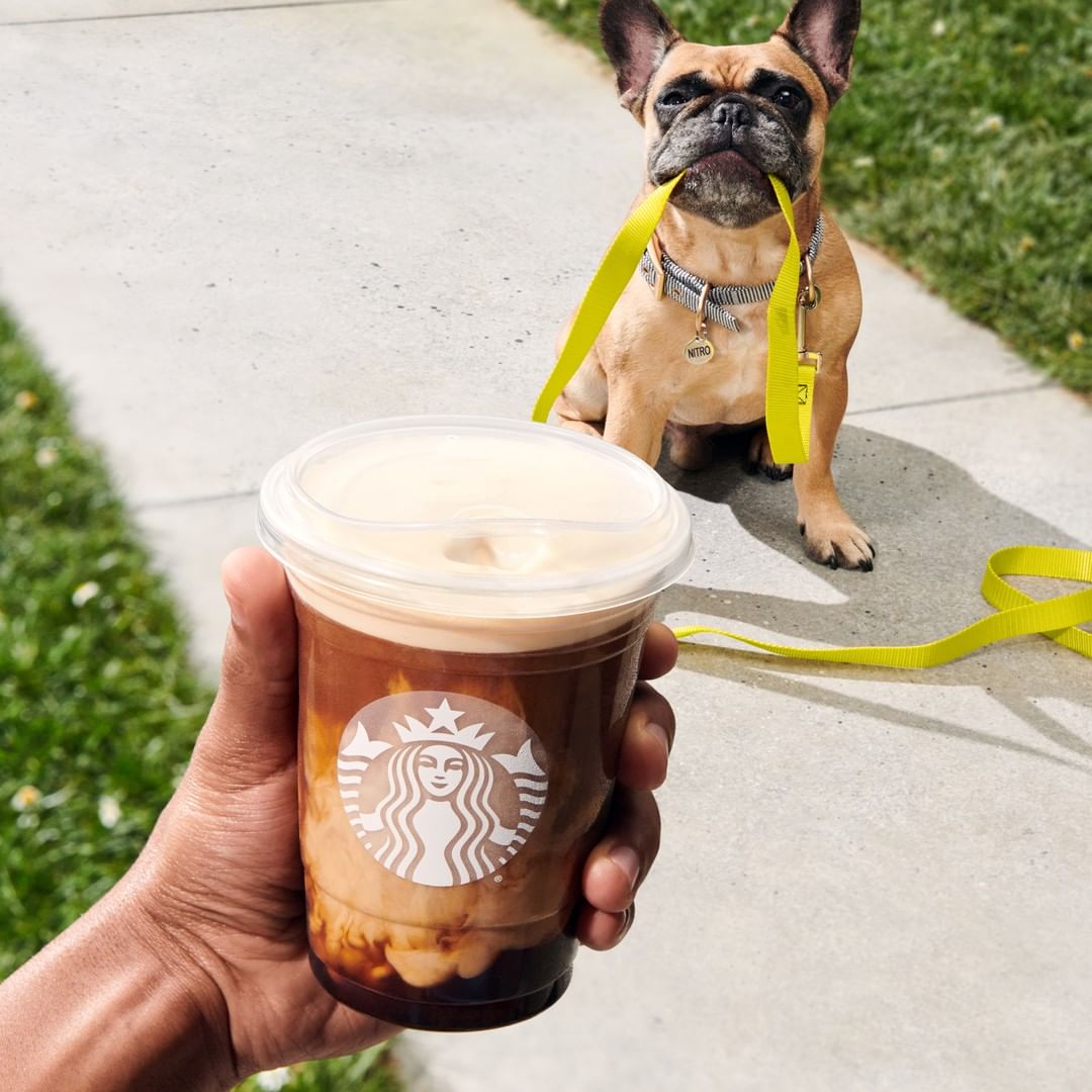 hand holding cup of vanilla sweet cream nitro cold brew dog in background