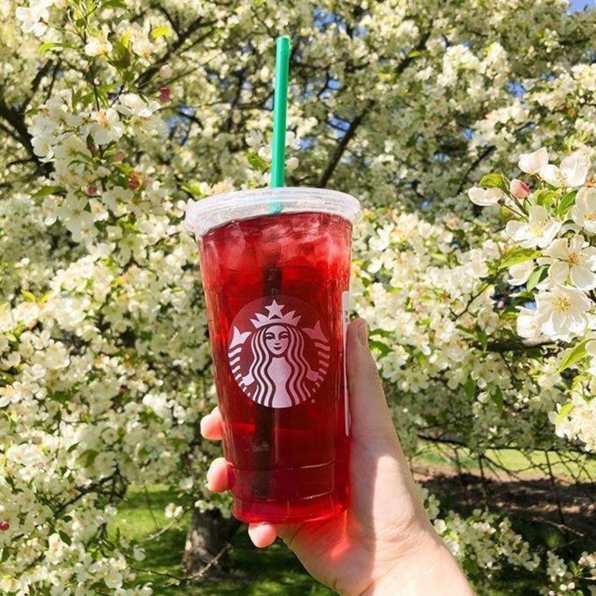 hand holding up cup of starbucks iced passion tango tea white flowering tree in background