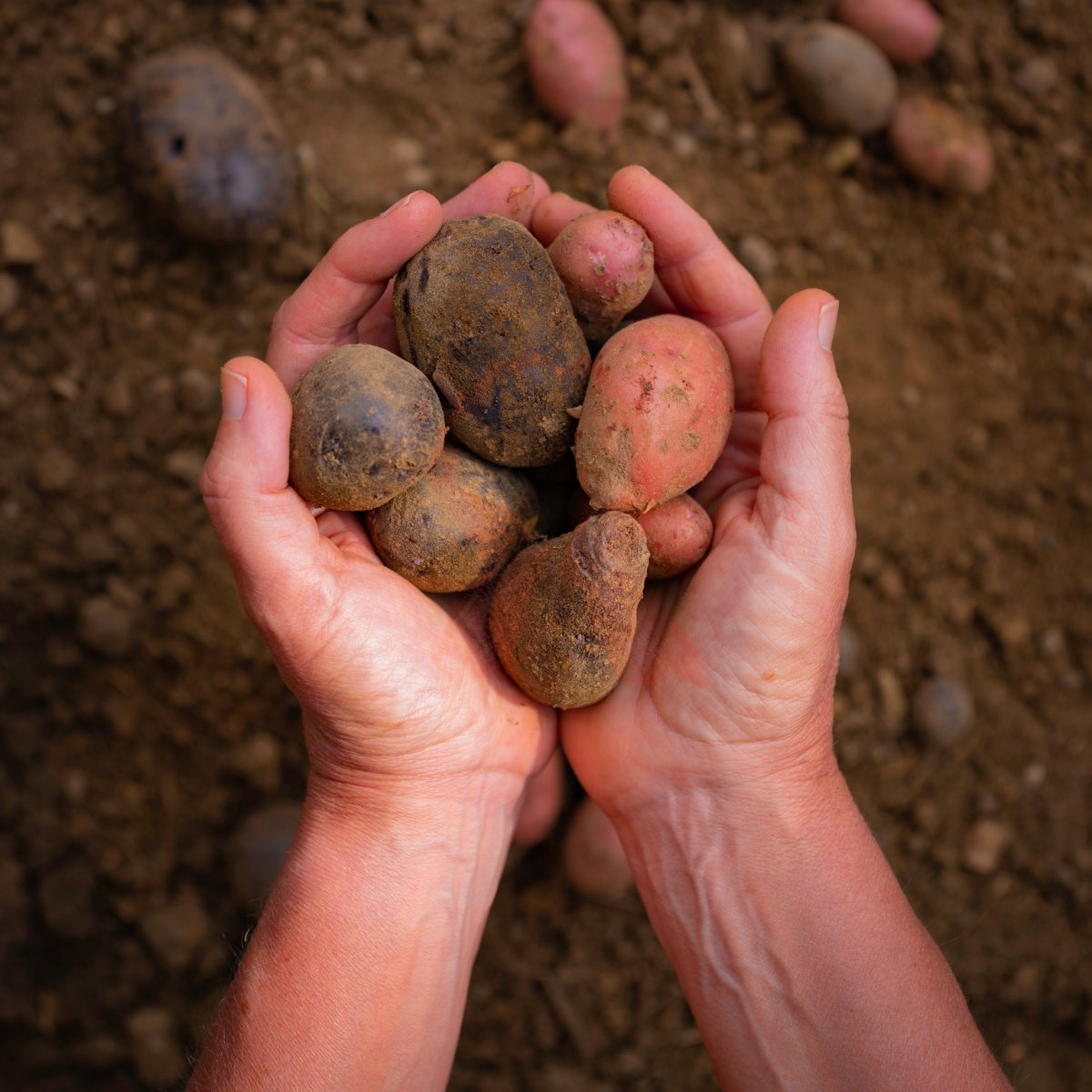 hands holding raw potatoes