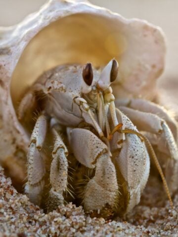 Hermit Crab Upclose 360x480