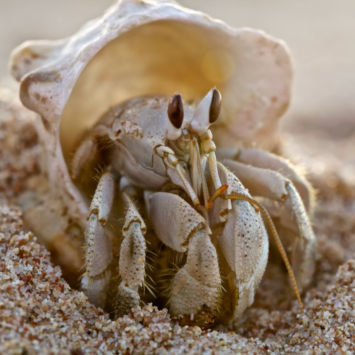 hermit crab upclose