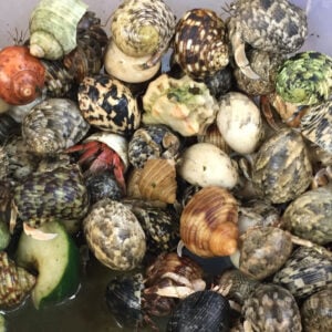 hermit crabs in a bucket