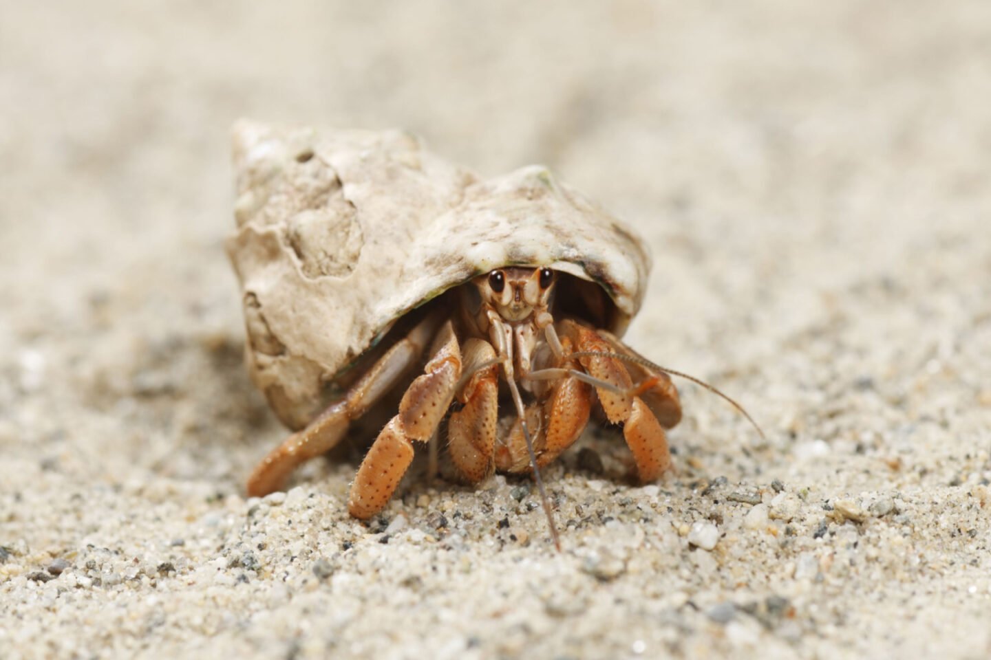 land hermit crab