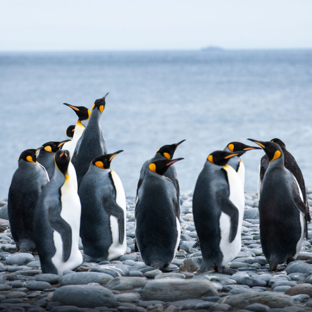 can-you-eat-penguin-meat-tastylicious