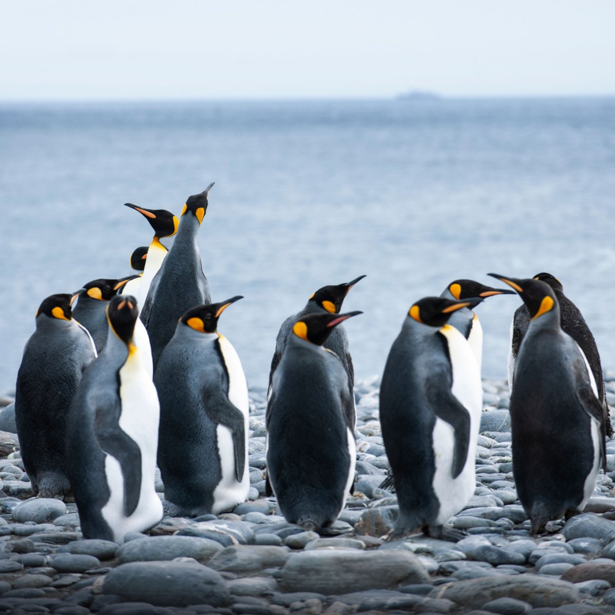 penguins resting on a rocky shoreline