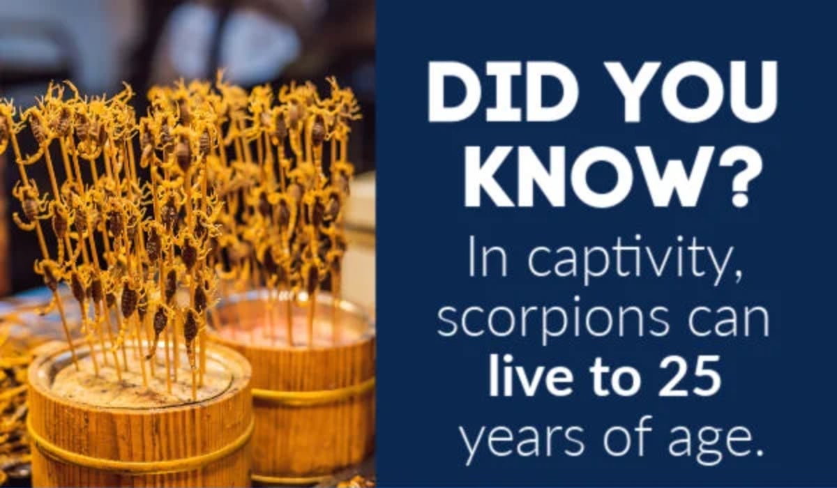 scorpion fun fact