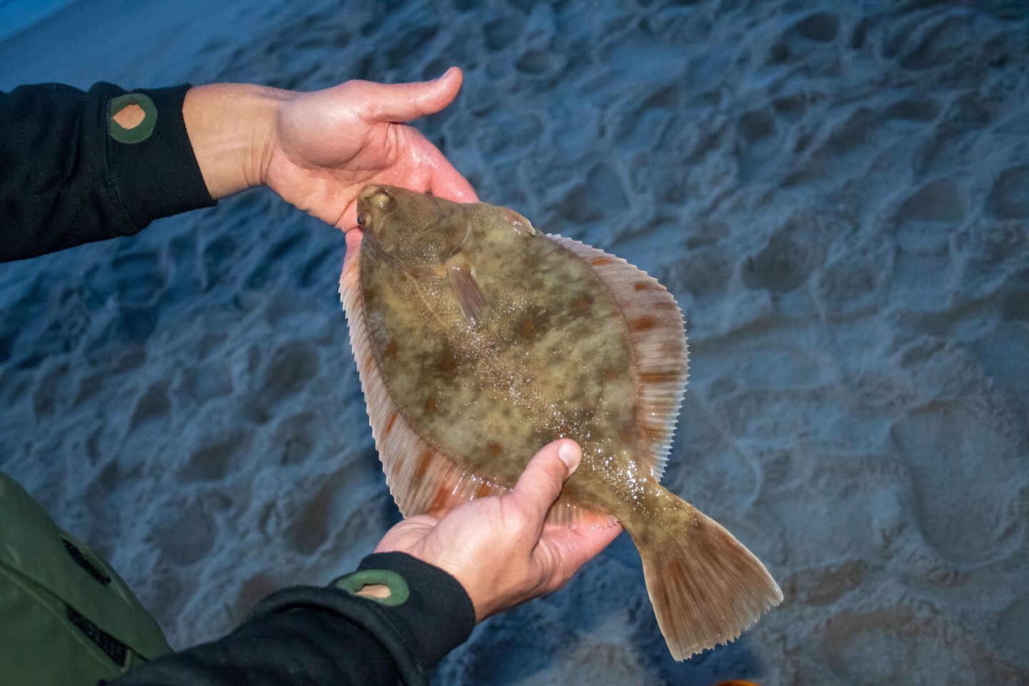 catching european flounder summer flounder fishing