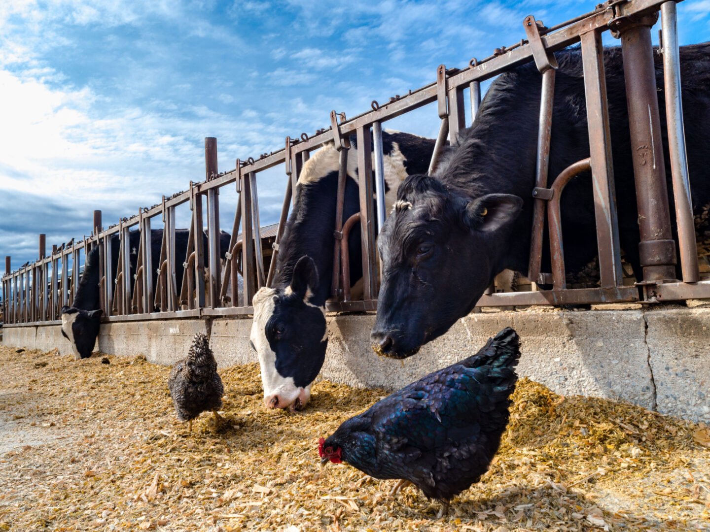 chickens and cows in a farm