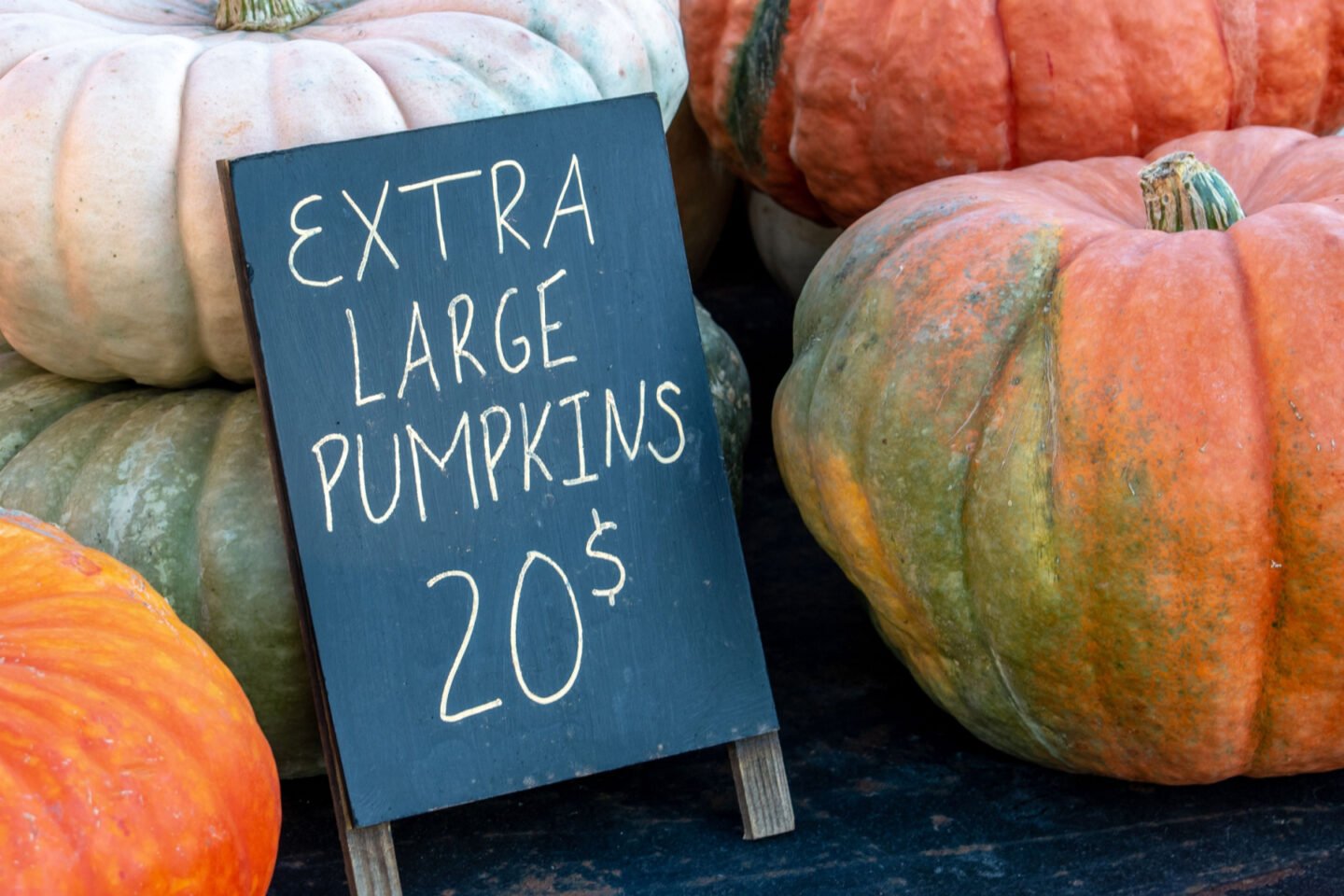 extra large pumpkins on sale