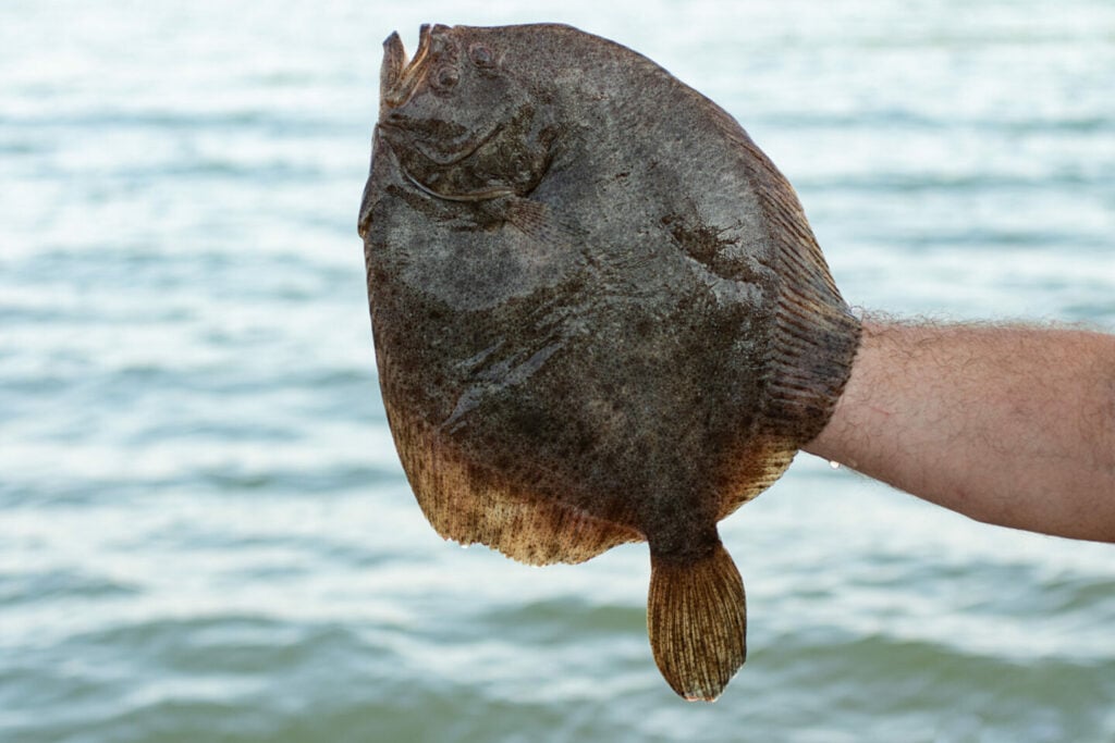 The Main Differences of Fluke vs Flounder Tastylicious