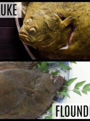 The Main Differences of Fluke vs Flounder