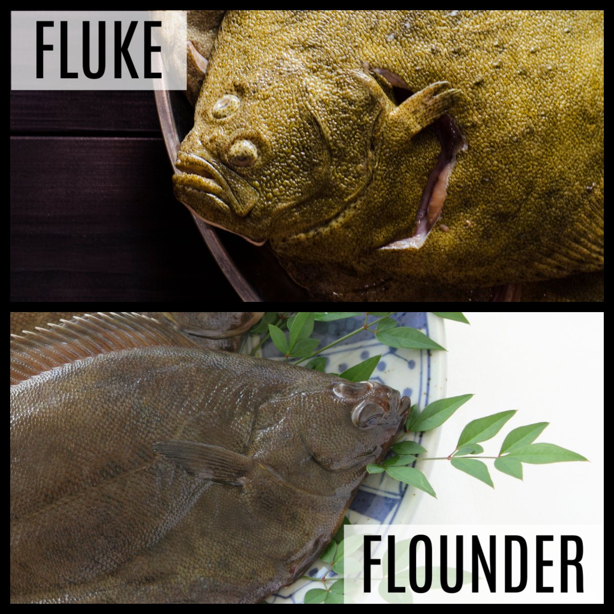 fluke vs flounder