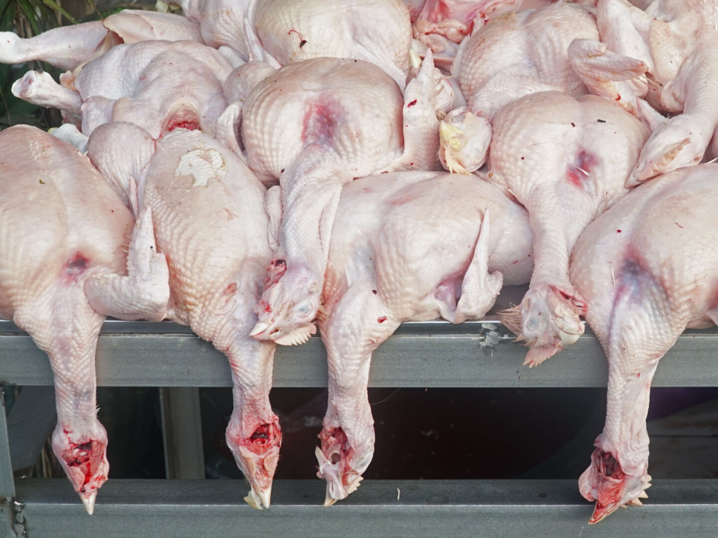 fresh chicken sold in the market