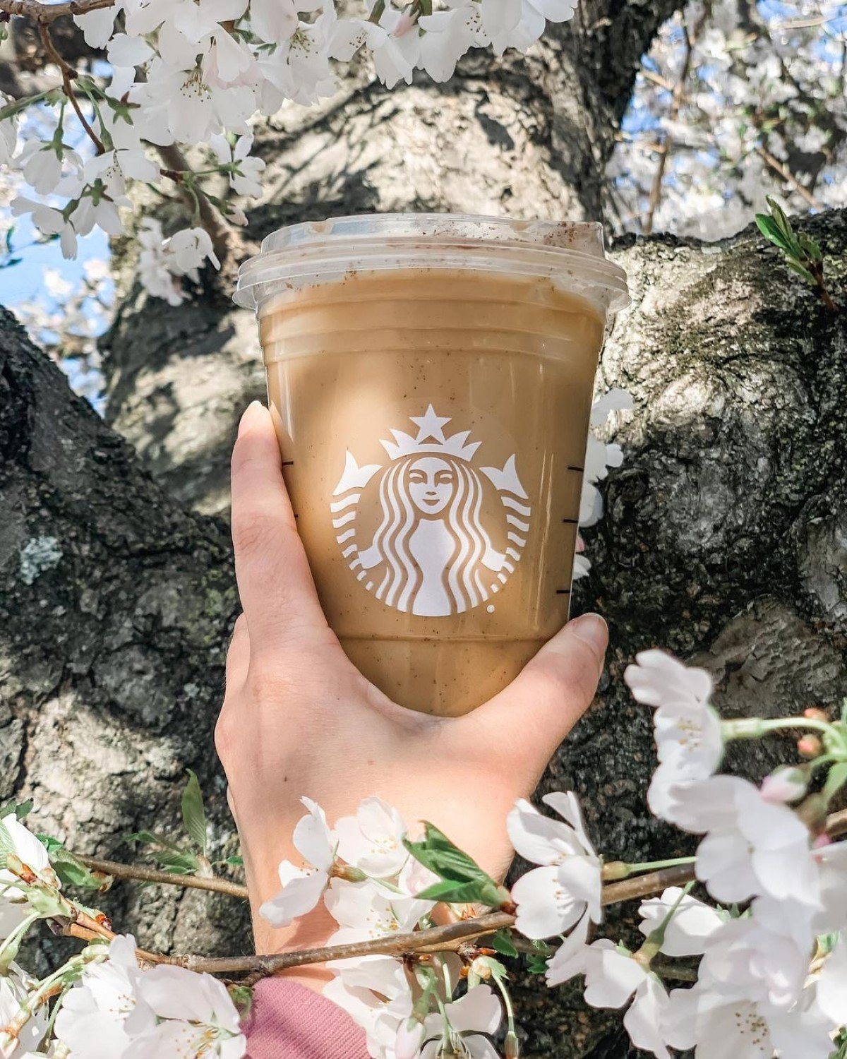 hand holding up cup of starbucks iced brown sugar shaken espresso tree and white flowers in background
