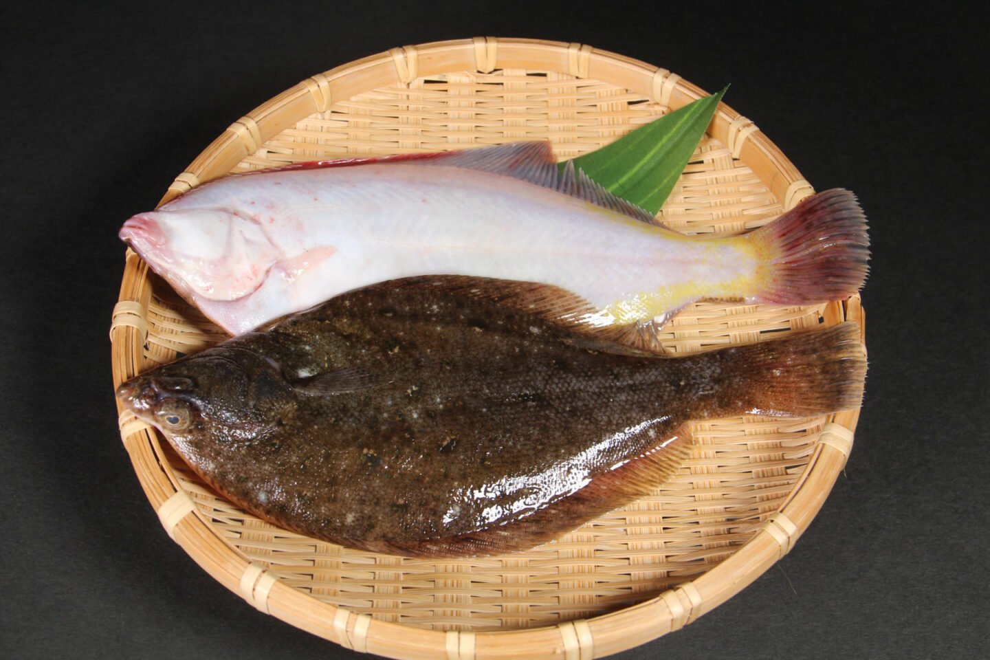 japanese flounder flatfish