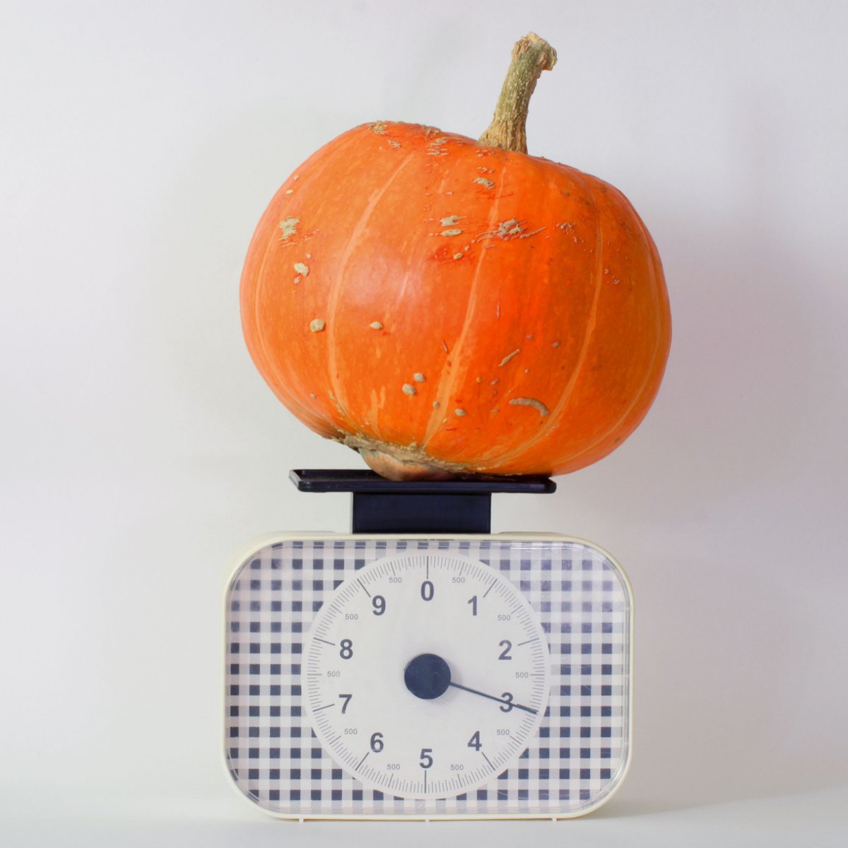 pumpkin on a weighing scale