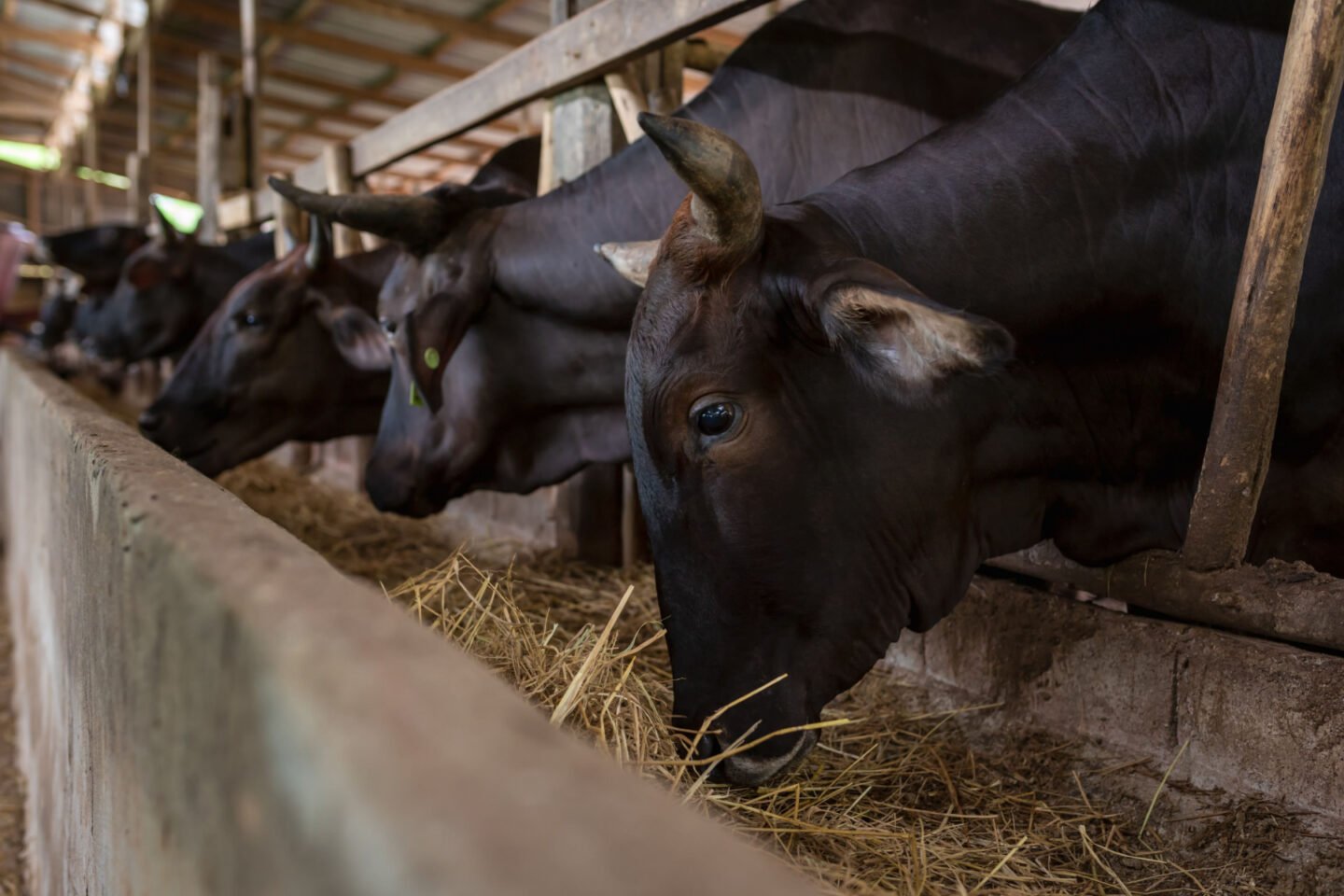 wagyu cows eating hay