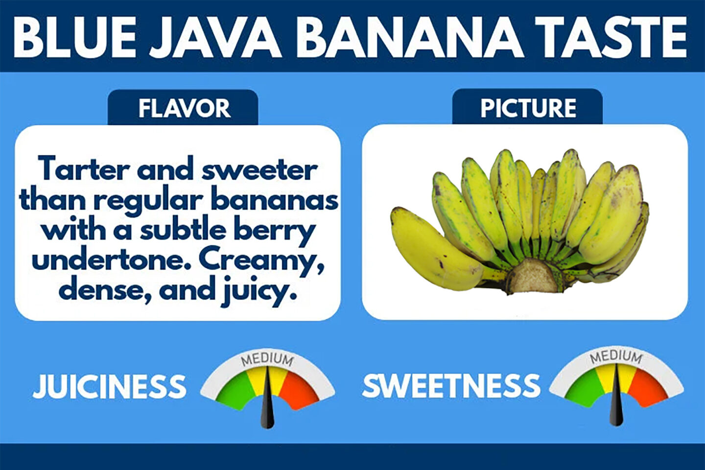 Blue Java Banana Flavor