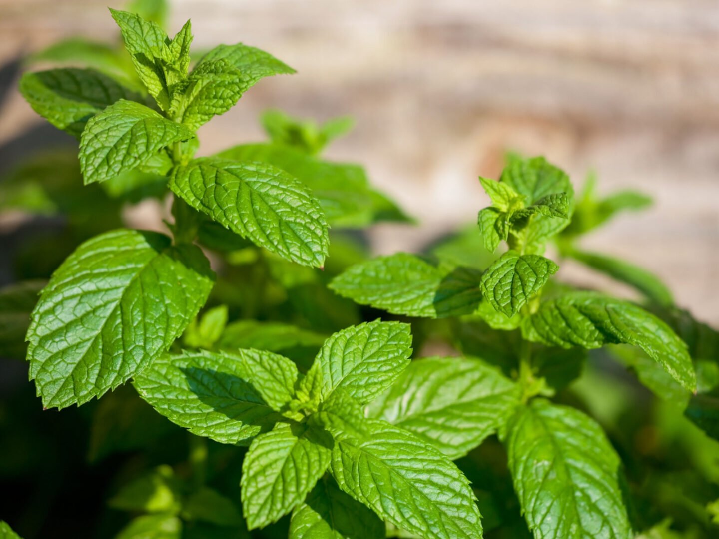 fresh mint leaves