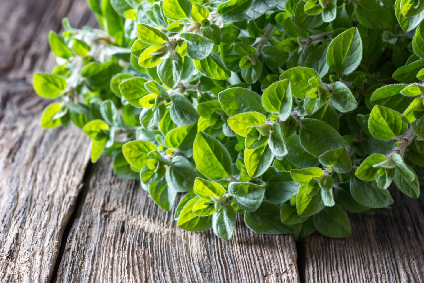 fresh oregano twigs