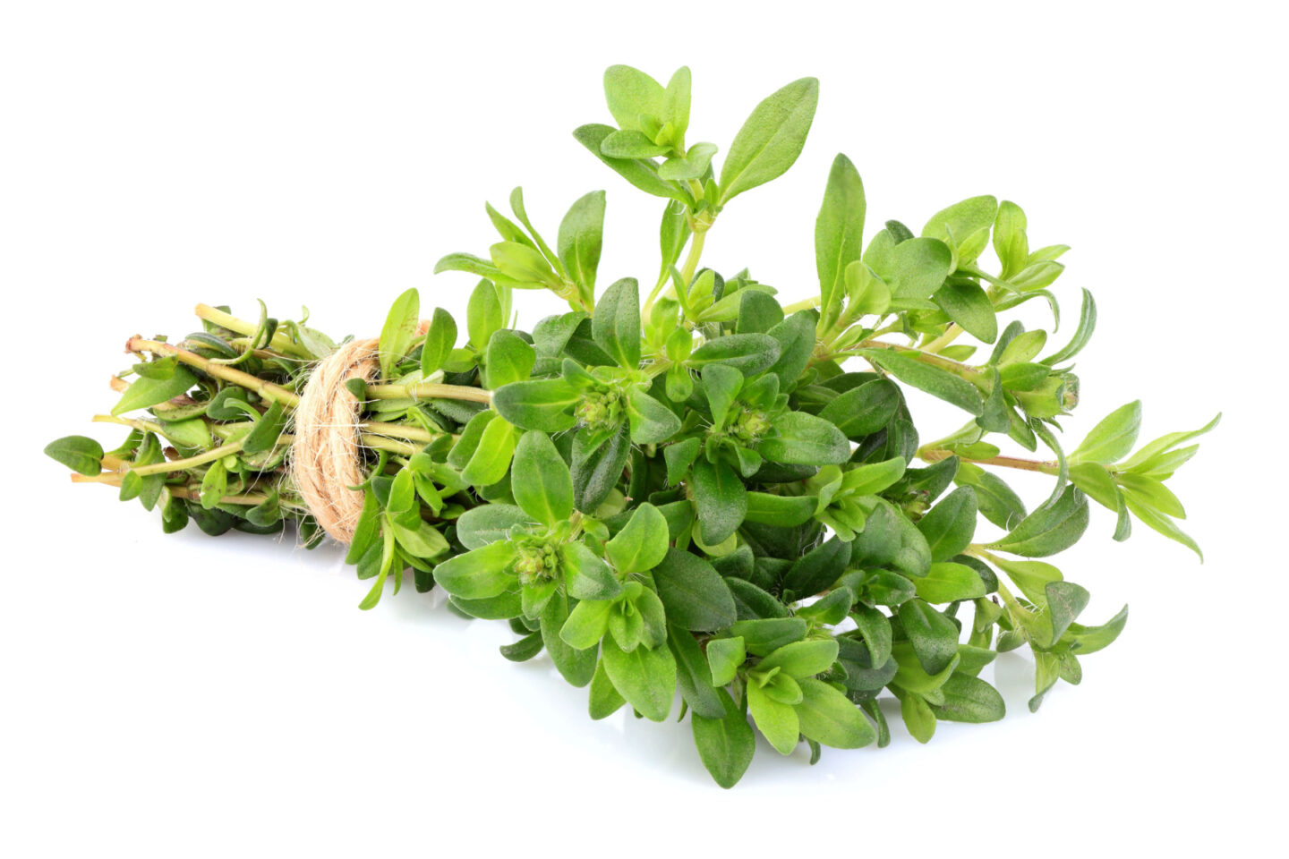 fresh thyme herb