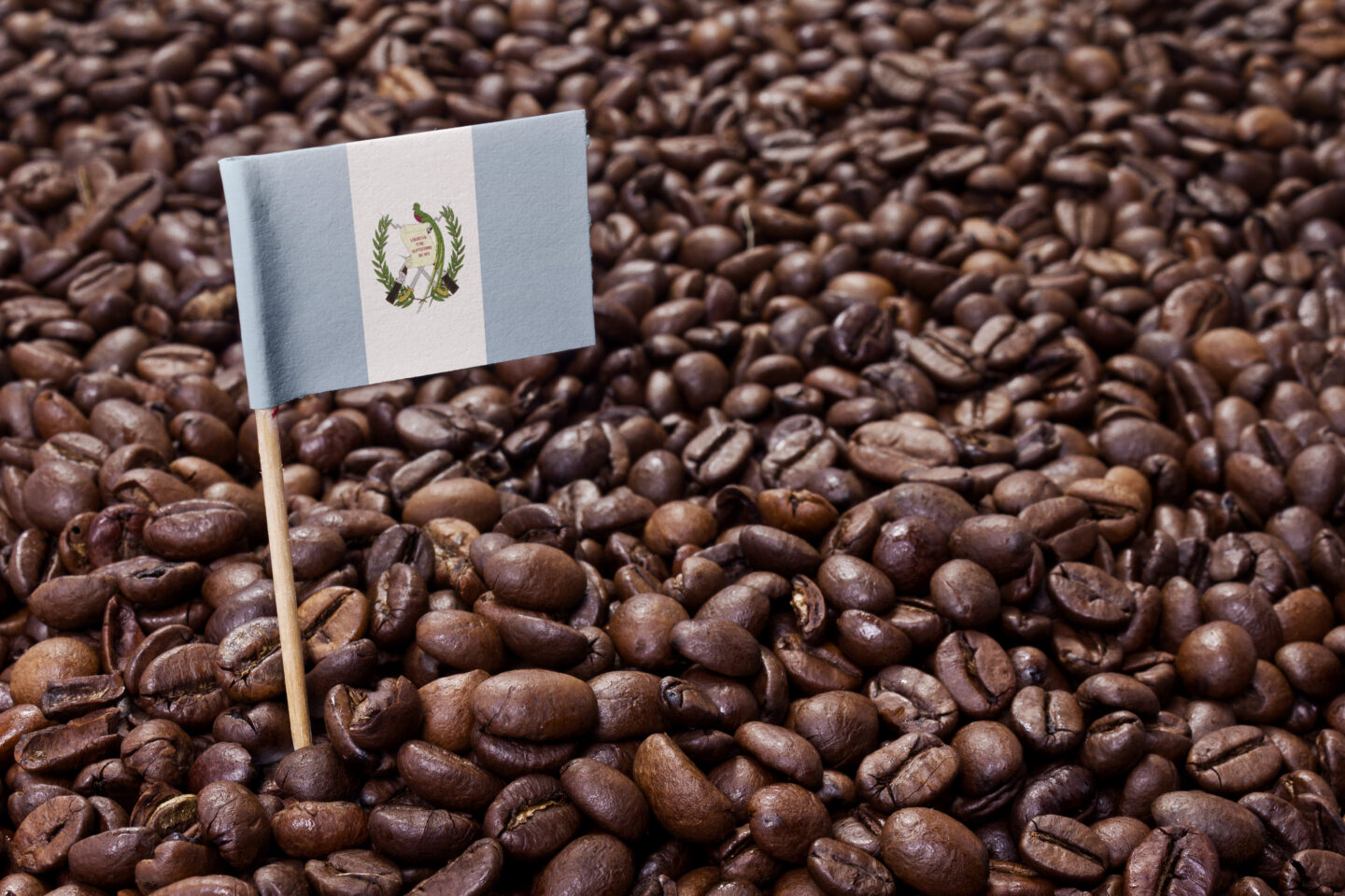 Flag,Of,Guatemala,Sticking,In,Roasted,Coffee,Beans.(series)