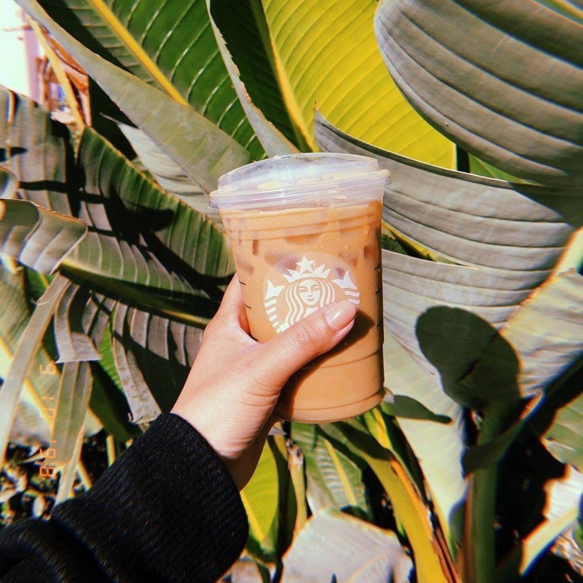 hand holding cup of starbucks iced vanilla latte with leaves in background