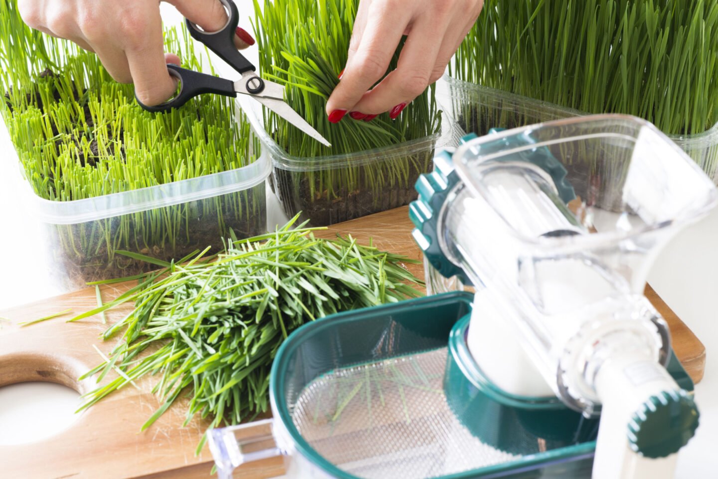 making wheatgrass juice at home