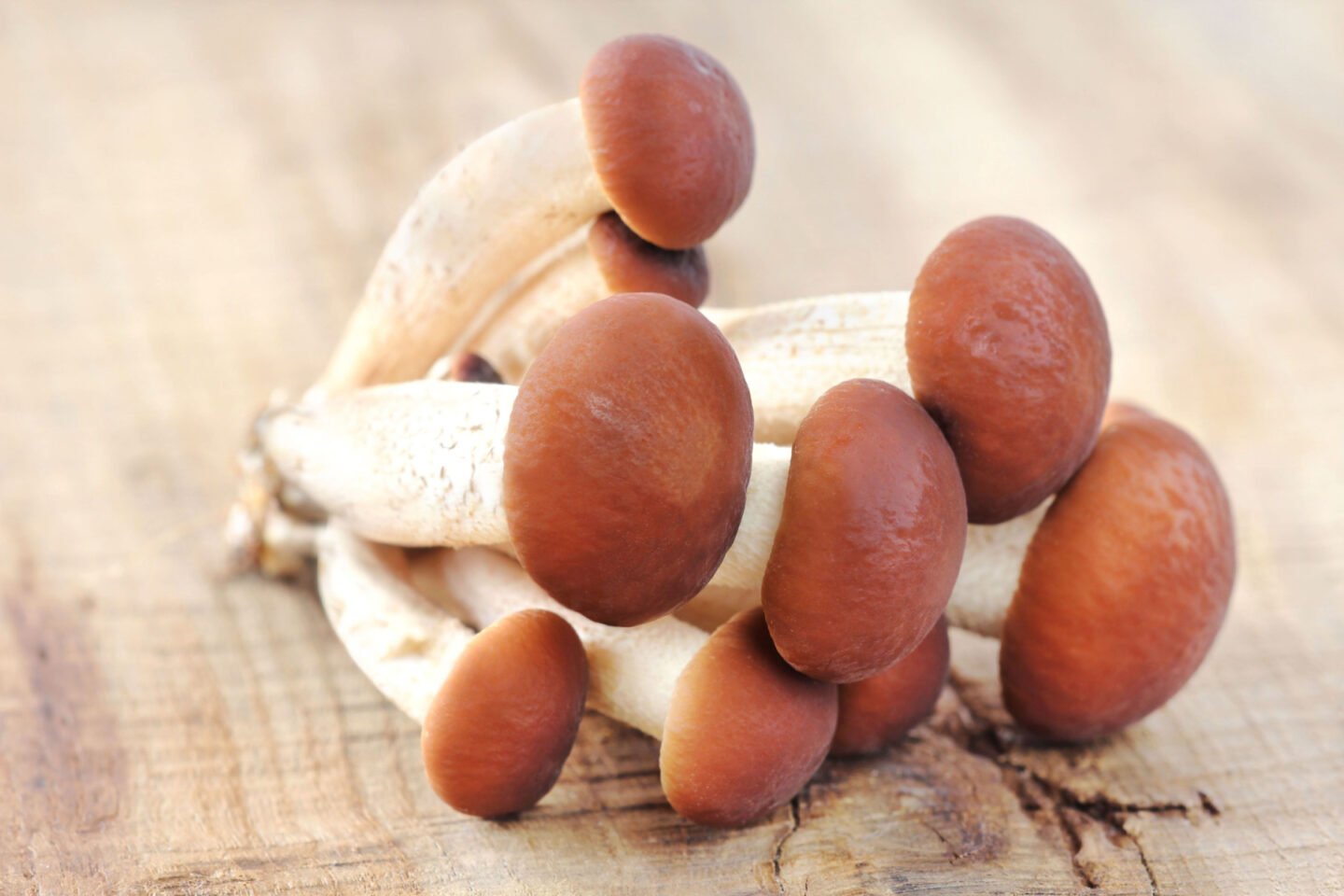 agrocybe aegerita pioppino mushrooms