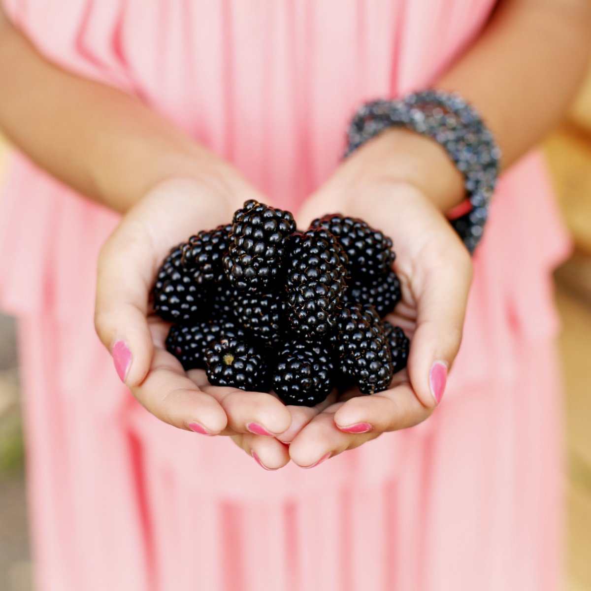 blackberry fruits