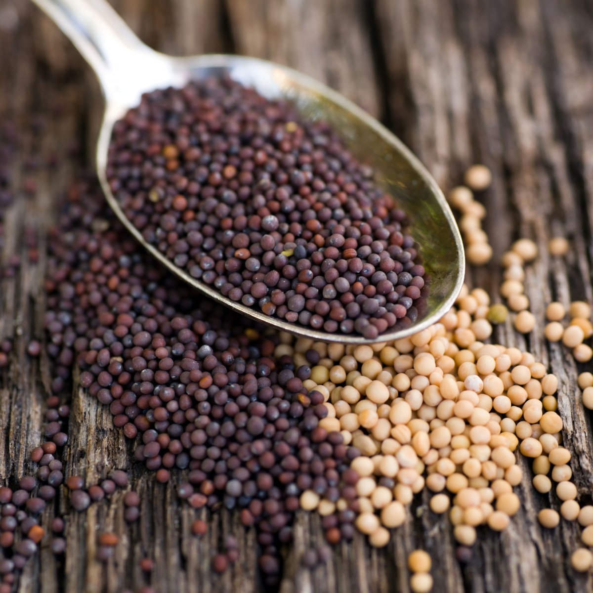 brown and yellow mustard seeds