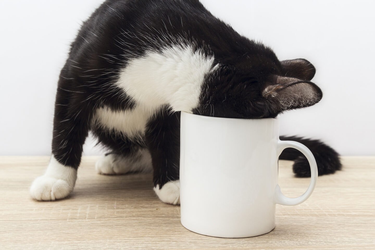 cat-consuming-contents-of-a-cup