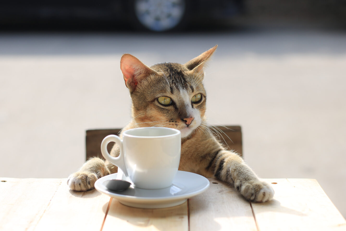 cat-having-a-drink-outdoors