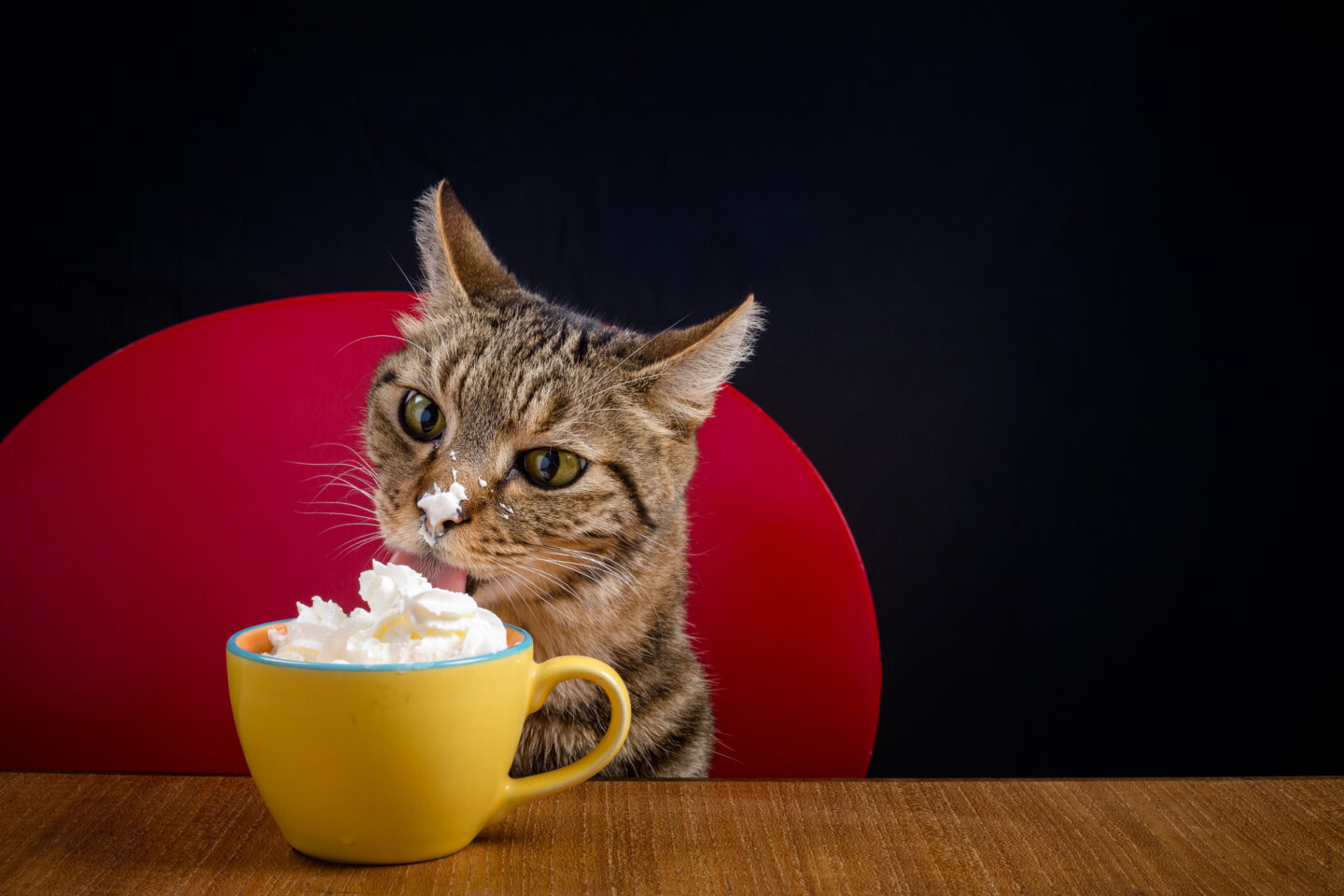 cat-licking-a-cup-of-whipped-cream