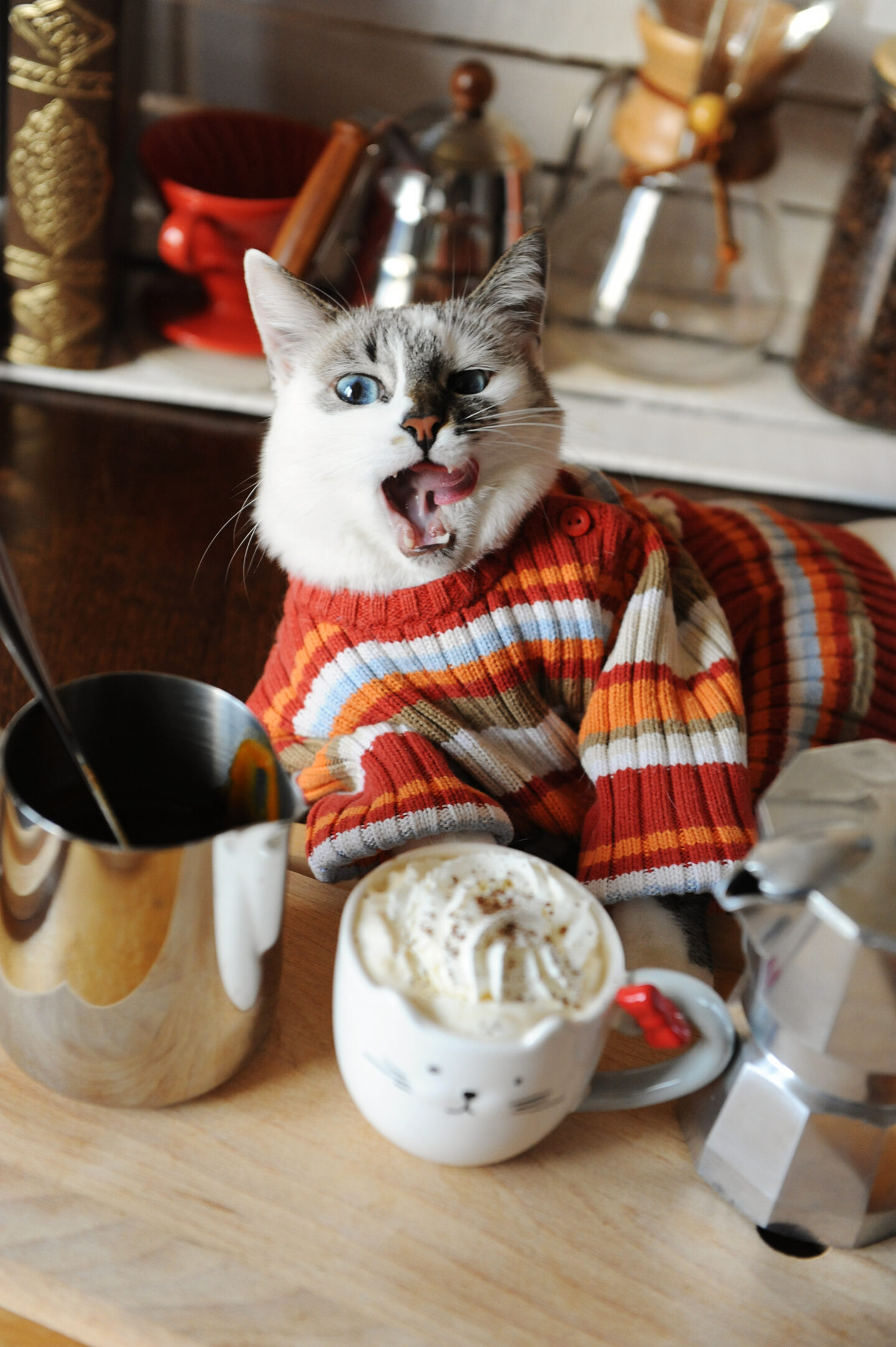 cat-lying-on-a-table-with-a-cup-of-whipped-cream