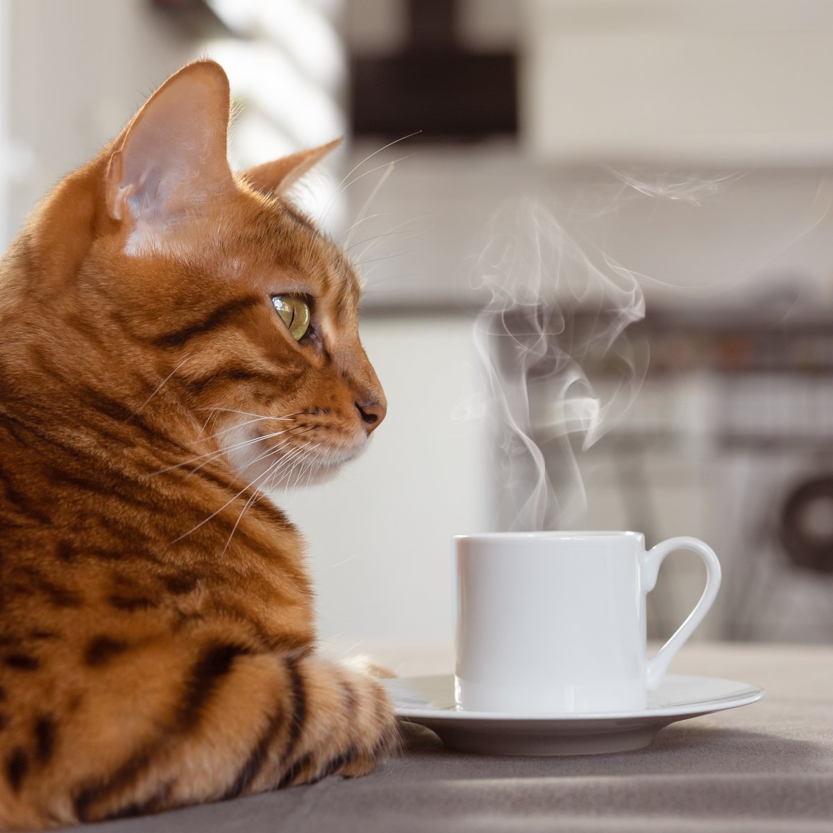 cat-with-a-cup-on-a-table