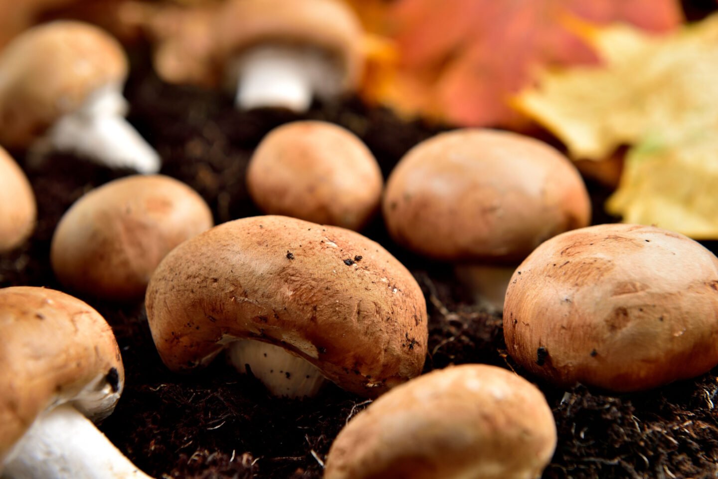 chestnut mushrooms growing on the ground