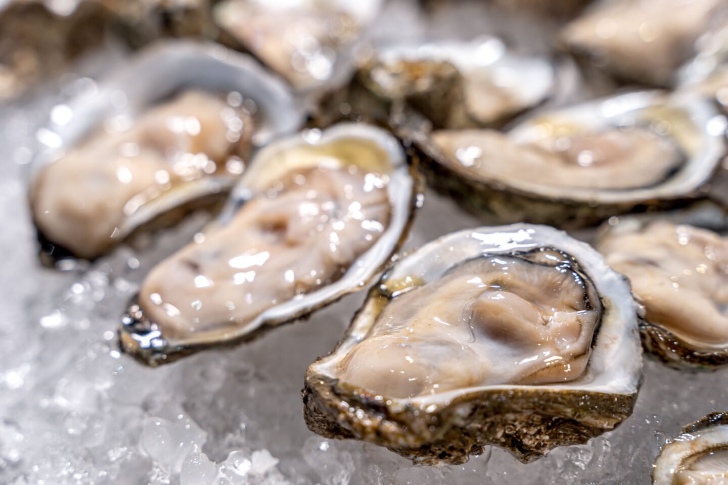 fresh oysters on ice