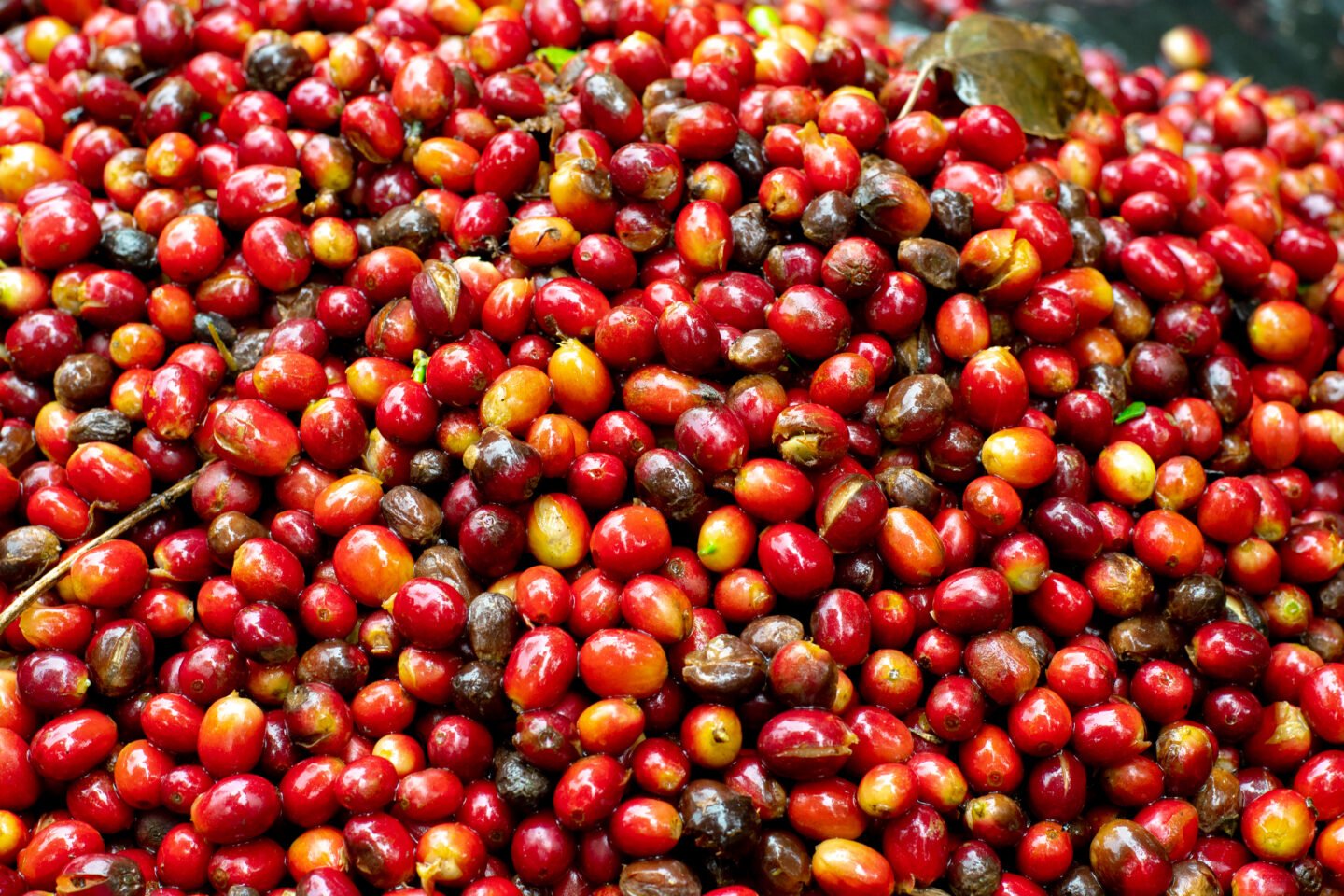 geisha-coffee-cherries-harvest