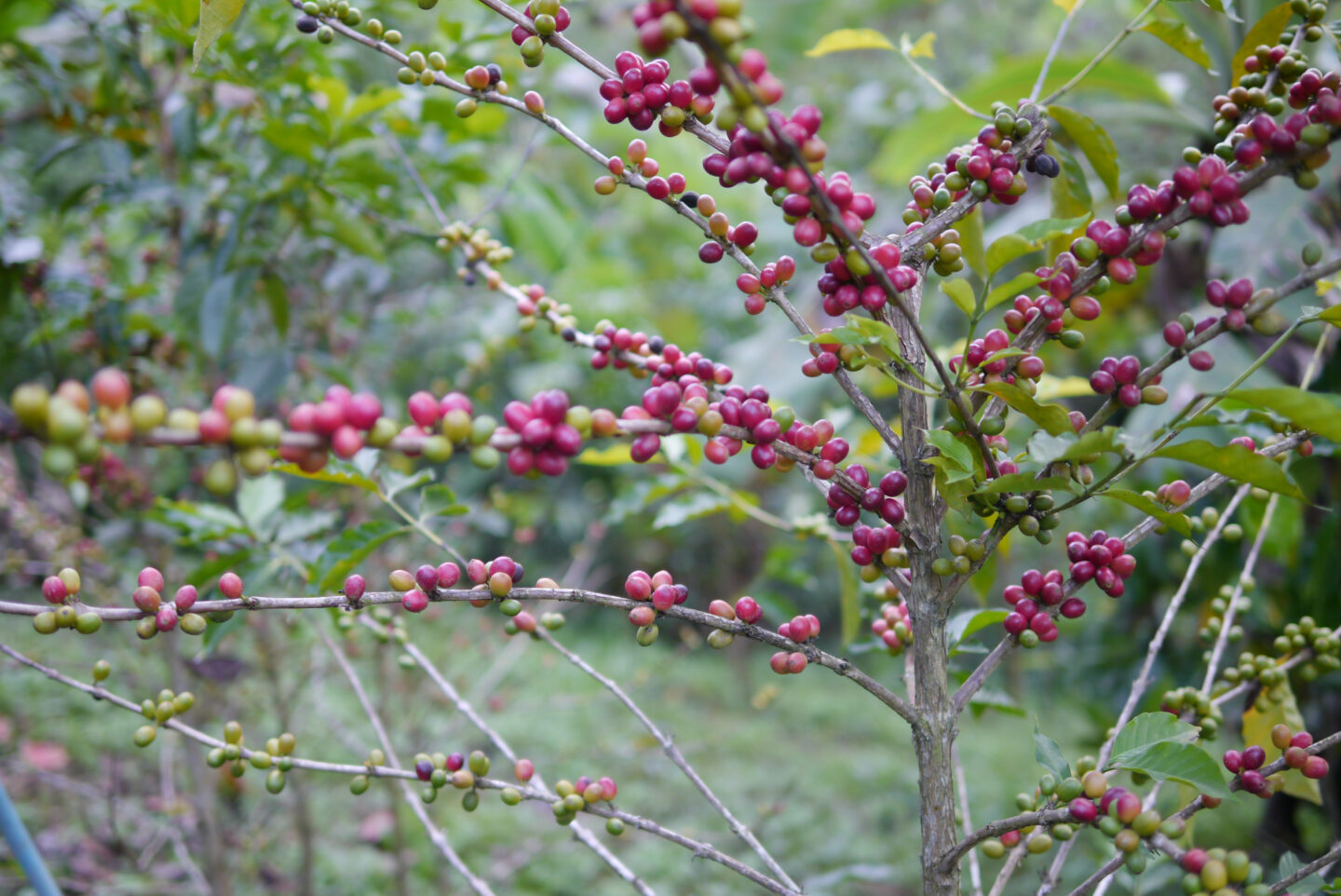 Geisha,Coffee,Tree