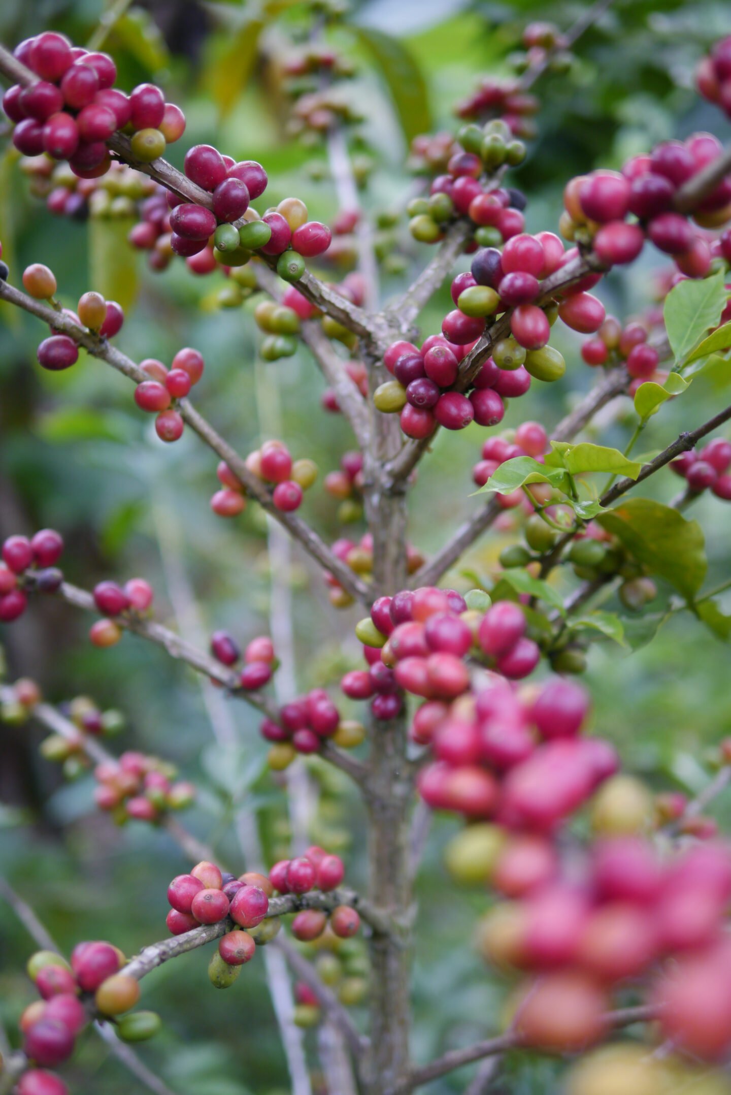 geisha-tree-in-thailand