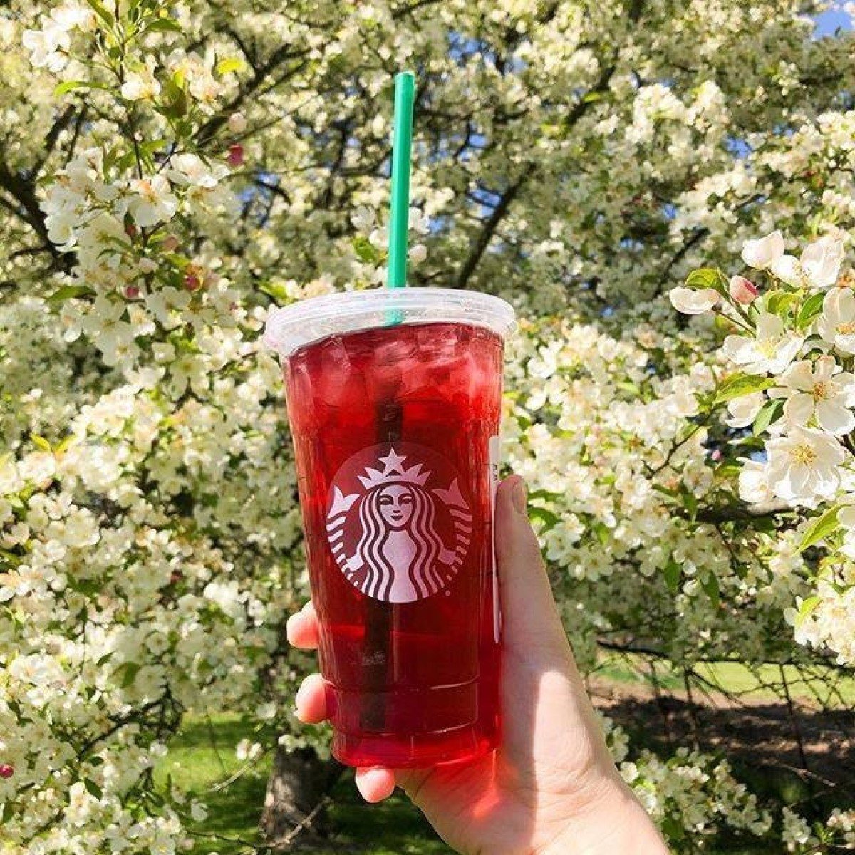 hand holding up starbucks iced passion tango tea with flowers in background