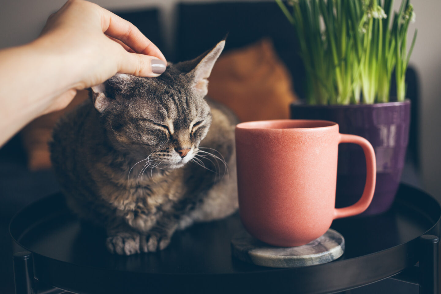 owner-petting-a-cat-beside-a-cup