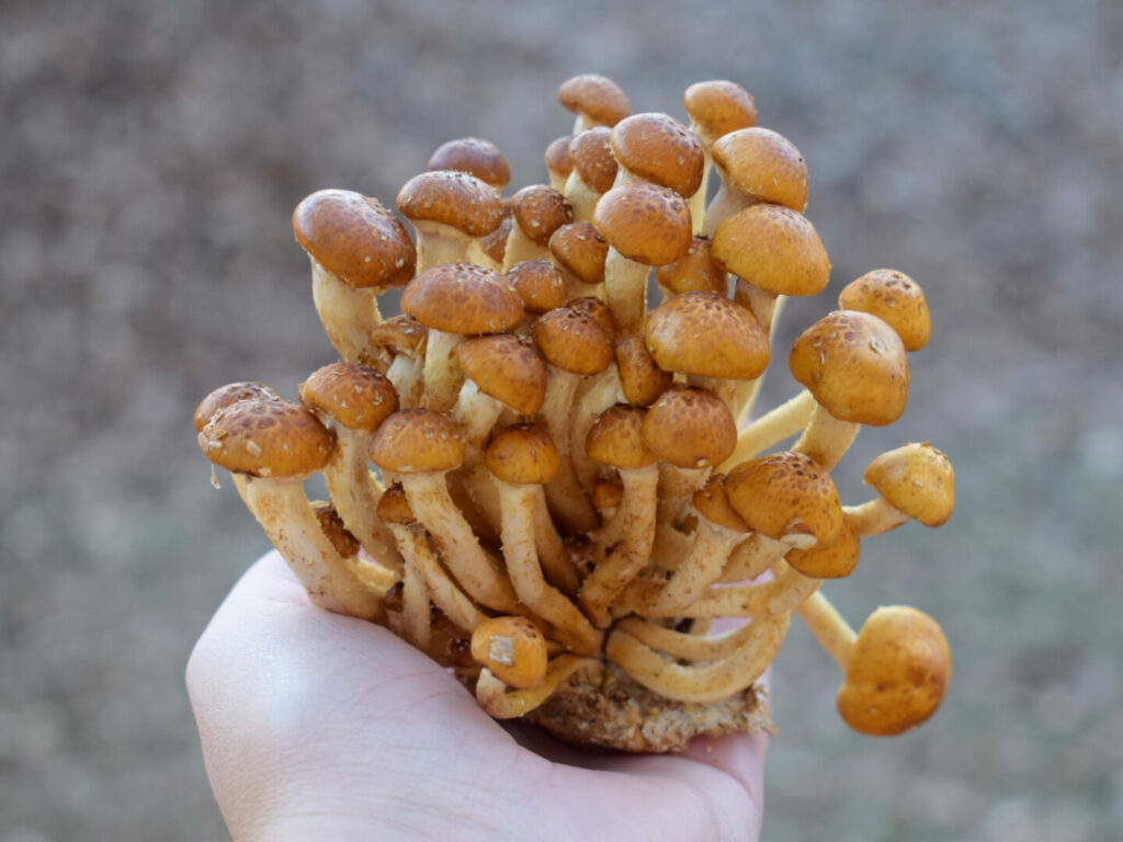 A Complete Guide To Chestnut Mushrooms Benefits To Recipes Tastylicious