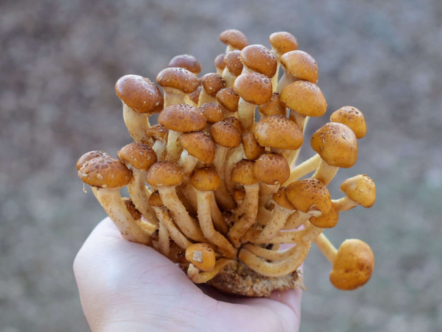 pholiota adiposa chestnut mushrooms