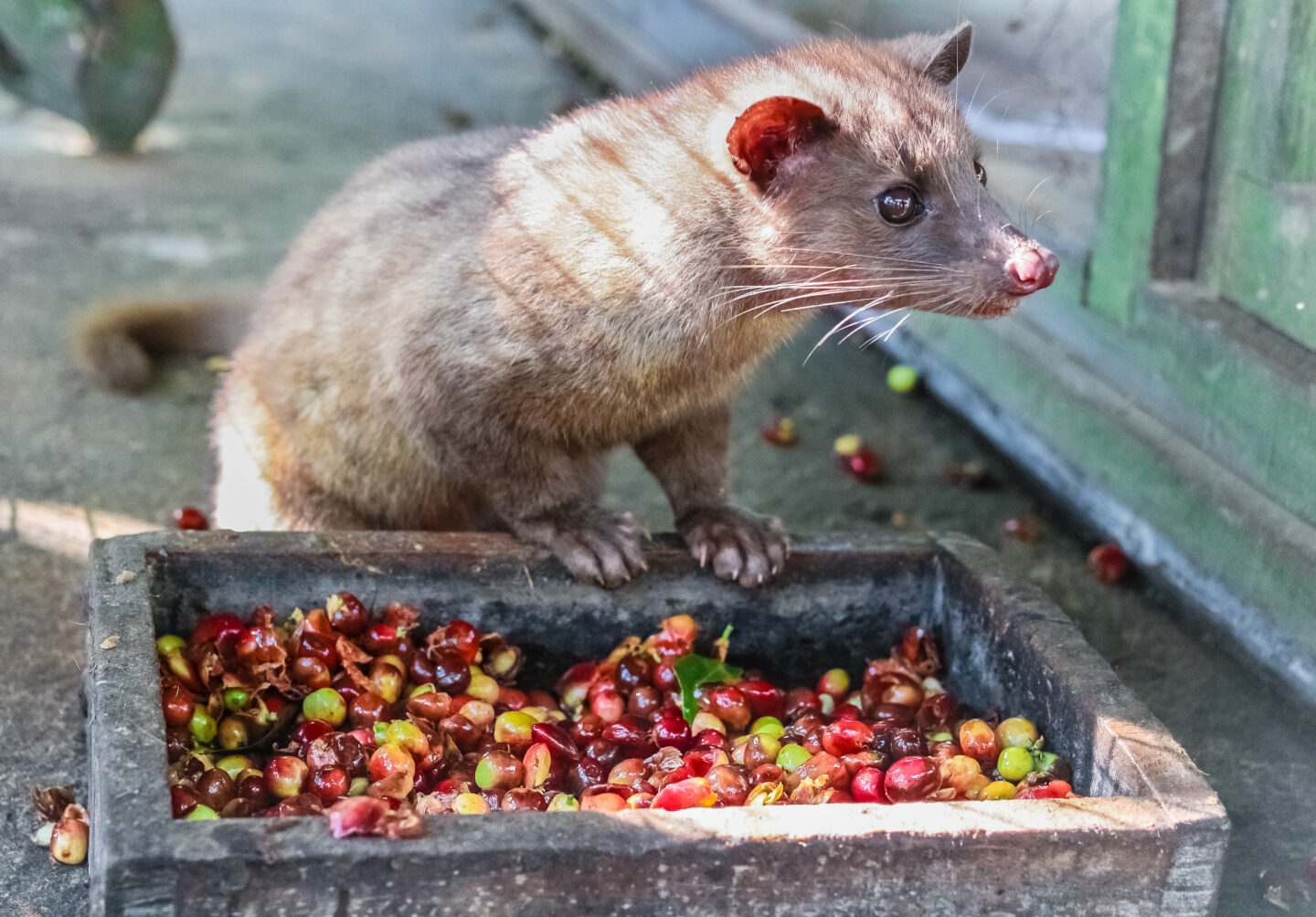 the-animal-that-produces-kopi-luwak